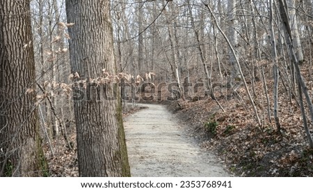 A walk through the spring forest