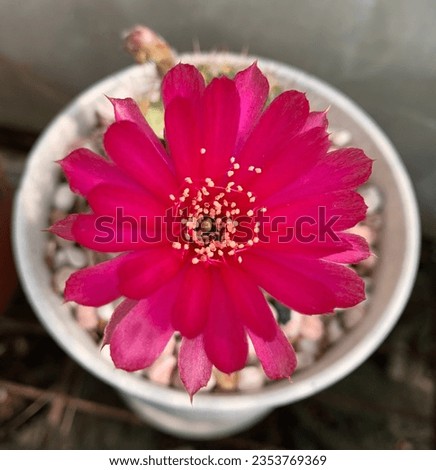Cactus flower sprouted stock photo 