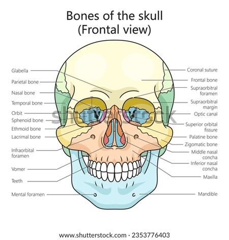 human skull bones structure diagram schematic vector illustration. Medical science educational illustration