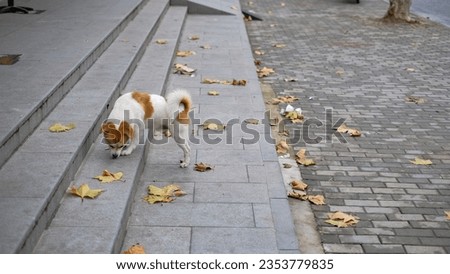 A little dog on street