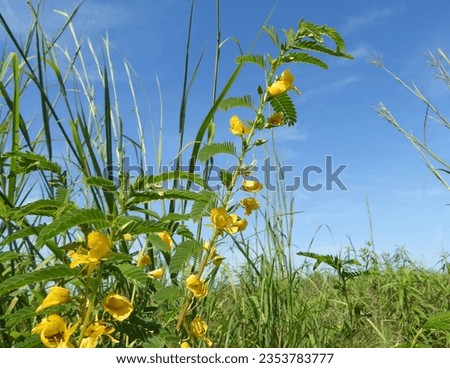 Chamaecrista fasciculata (Partridge Pea) Native North American Prairie Wildflower
