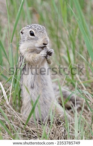 13 lined Ground Squirrel eating a caterpillar