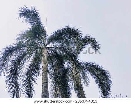 Palm trees that grow in the garden in front of the mall make the atmosphere even cooler
