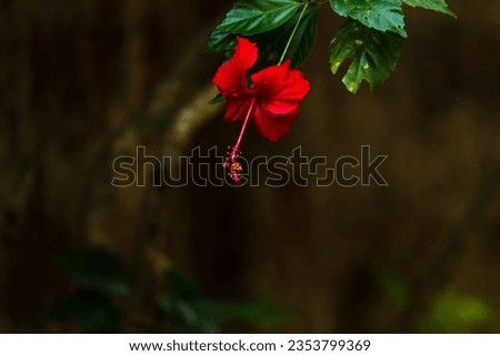 Red colour Hibiscus flower hanging