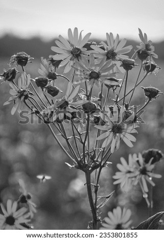Romantic wild daisies in a rural field: black and white wallpaper