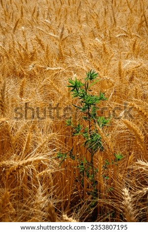 Wheat and tares or weeds growing in crops biblical lesson bible teaching Royalty-Free Stock Photo #2353807195