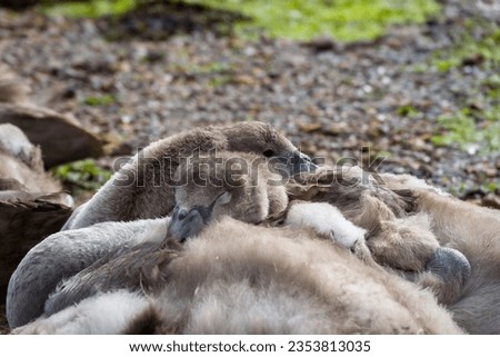 close up of cygnet mute swans asleep on the beach