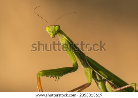 Mantis - Mantis religiosa green animal sitting on a blade of grass in a meadow. Royalty-Free Stock Photo #2353813619