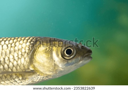 grass carp close ups in aquarium Royalty-Free Stock Photo #2353822639