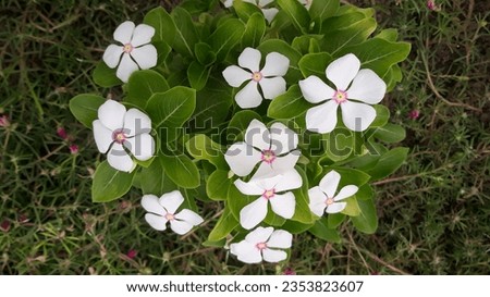 A picture of the flowers in plant 