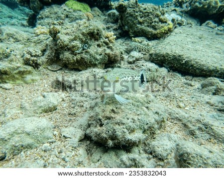 Interesting inhabitants of a coral reef in the Red Sea