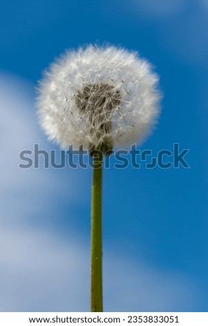 Fluffy Dandelion (Taraxacum officinale) against the blue sky, Ukraine Royalty-Free Stock Photo #2353833051