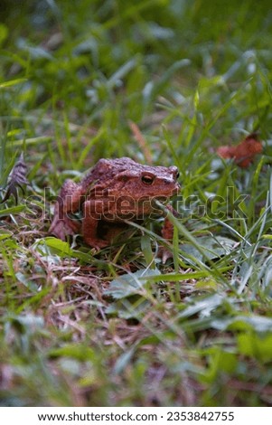 common toad in the garden in the grass