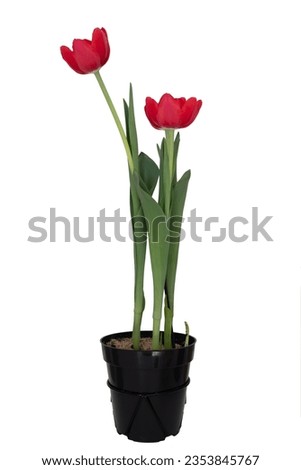 Red tulip flower with stem, leaf and pot isolated over white background. Royalty-Free Stock Photo #2353845767