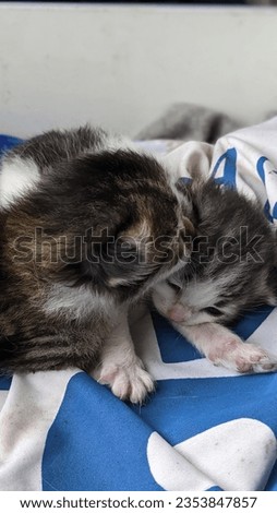 Two adorable black and white kittens on a cloth background
