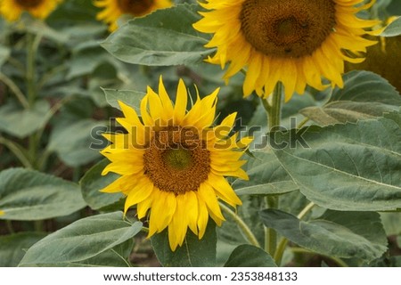 Beautiful yellow sunflower flower - Heliantheae in spring field. Flower detail.