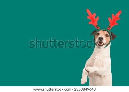 Christmas background with funny dog in reindeer antlers headband holding paws up