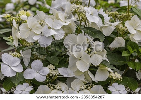 Hydrangea macrophylla Runaway Bride, an abundance of snowy-white lacecap flowers. White lacecaps, so create a light, airy feel. Flowers for planting in borders and patio containers Royalty-Free Stock Photo #2353854287
