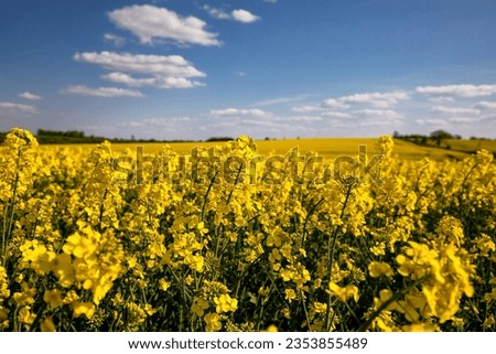 Yellow rapeseed field in the field and picturesque sky with white clouds. Blooming yellow canola flower meadows. Rapeseed crop in Ukraine. Royalty-Free Stock Photo #2353855489