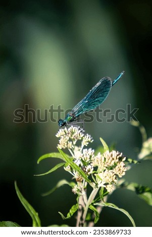 Beautiful blue and green shiny dragonfly on top of a white flower with a dark background with sun rays Royalty-Free Stock Photo #2353869733