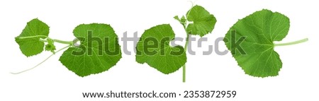 Melon leaf isolated on white background with  full depth of field Royalty-Free Stock Photo #2353872959