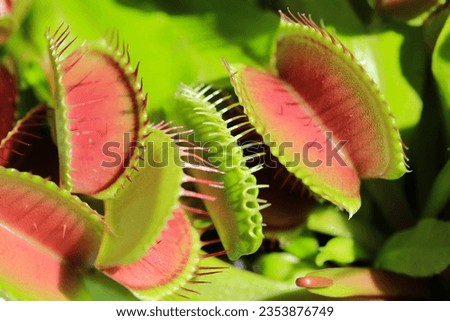 Beautiful Venus flytrap in sunny August