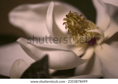 Macro of a southern magnolia bloom.