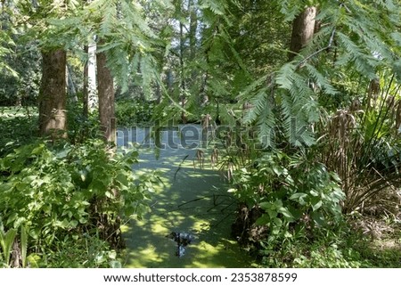 Louisiana swamp scene with lush foliage.