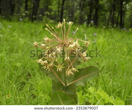 Asclepias amplexicaulis (Clasping Milkweed) Native North American Prairie Wildflower Royalty-Free Stock Photo #2353879037