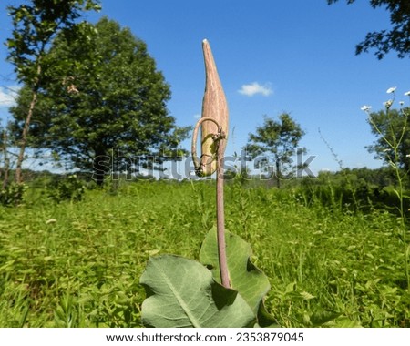 Asclepias amplexicaulis (Clasping Milkweed) Native North American Prairie Wildflower Royalty-Free Stock Photo #2353879045