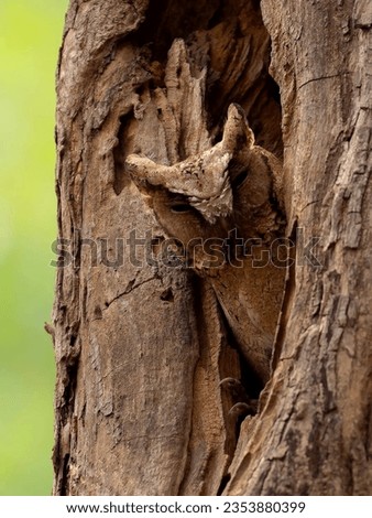 This is a picture of an owl.  which is inside the trunk of a tree.