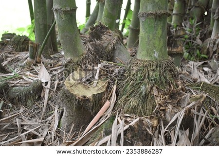 Bamboo tree roots background picture