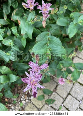 Purple toad lily flowers in bloom