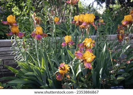 Yellow and pink bearded iris flowers Royalty-Free Stock Photo #2353886867