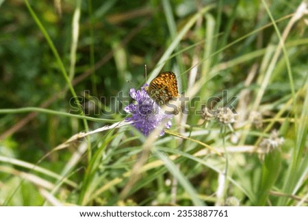 High brown fritillary butterfly (Fabriciana adippe) sitting on a small scabious in Zurich, Switzerland