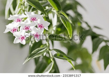 close up of blooming white Hoya bella flower with green leaves  Royalty-Free Stock Photo #2353891317