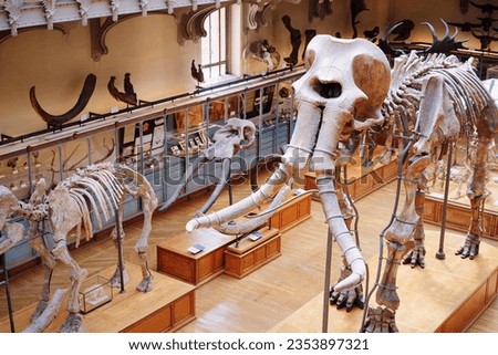 Skeleton in the museum of paleontology Royalty-Free Stock Photo #2353897321