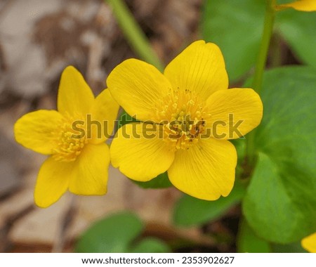 Caltha palustris (Marsh Marigold) Native North American Wetland Wildflower Royalty-Free Stock Photo #2353902627