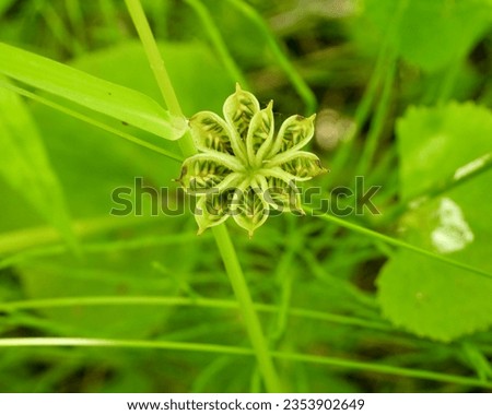Caltha palustris (Marsh Marigold) Native North American Wetland Wildflower Royalty-Free Stock Photo #2353902649