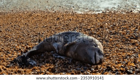 A young porpoise dolphin (Phocaena phocaena) died during a storm (or for other reasons) and was washed ashore by the waves. Azov Sea. Arabatskaya strelka, Crimea Royalty-Free Stock Photo #2353910141