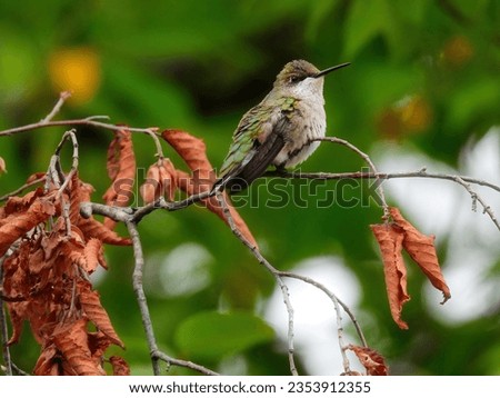 Hummingbird Perched: A ruby throated hummingbird is perched on tree branch on a summer day