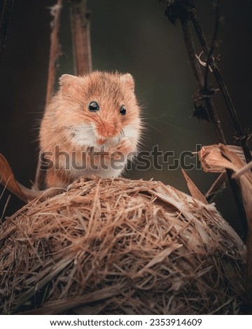 Beautiful little harvest mice looking for food amongst the undergrowth. Royalty-Free Stock Photo #2353914609