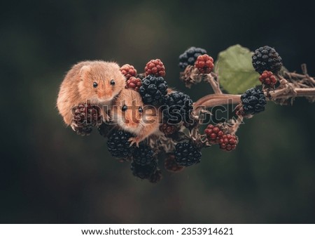 Beautiful little harvest mice looking for food amongst the undergrowth. Royalty-Free Stock Photo #2353914621