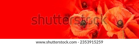 poppy flower - common poppy - Papaver rhoeas