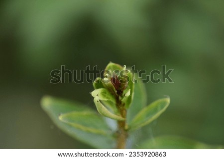 detailed macro photograph of a plant with green leaves