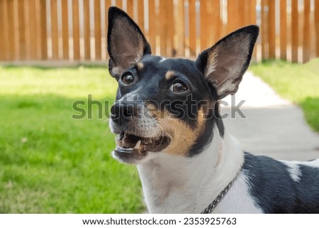 Close-up of a joyful Toy Fox Terrier dog on a sunlit summer day, exuding pure happiness.