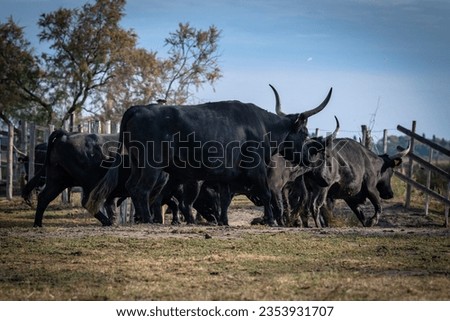 herd of bulls, Camargue, France