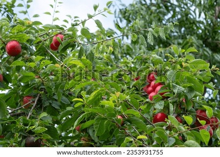 Ripening wild large yellow sweet plums, American plum tree fruit, Prunus americana branch. A branch with a large number of wild red plums.  Royalty-Free Stock Photo #2353931755