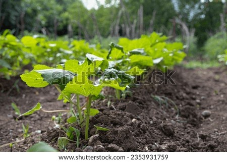 Close-up of newly planted okra plant in the garden. Okra garden in the plot organic farm. Agriculture landscape. Rural plantations Royalty-Free Stock Photo #2353931759