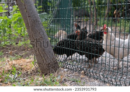 Chickens on the farm, chicken looking at camera. White and black chickens behind the green fence near the tree, poultry